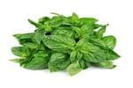Basil Leaves (तुलसी पत्ता)