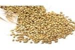 Dry Corriander Seeds (धनिये के बीज)