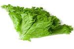 Lettuce Leaves Iceberg (सलाद की पत्तियाँ)