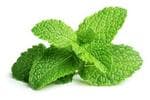 Mint Leaves (पुदीना पत्ता)