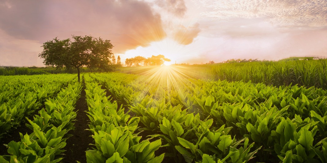Cooks and Chefs in Belgaum