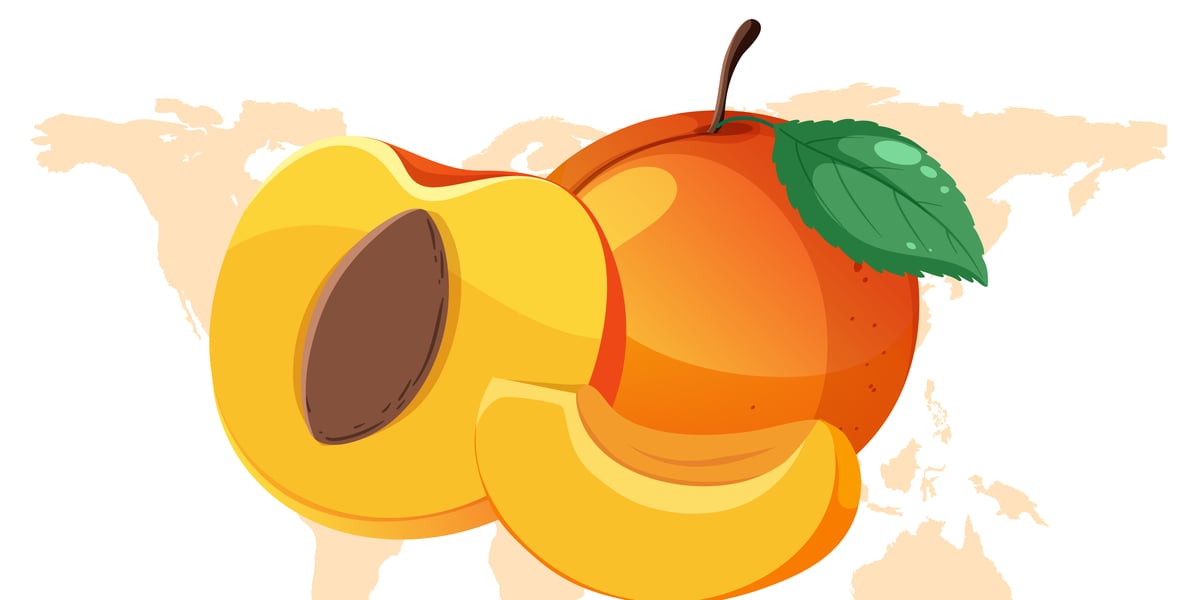 Special National Apricot Day ocassion food prepared by COOX