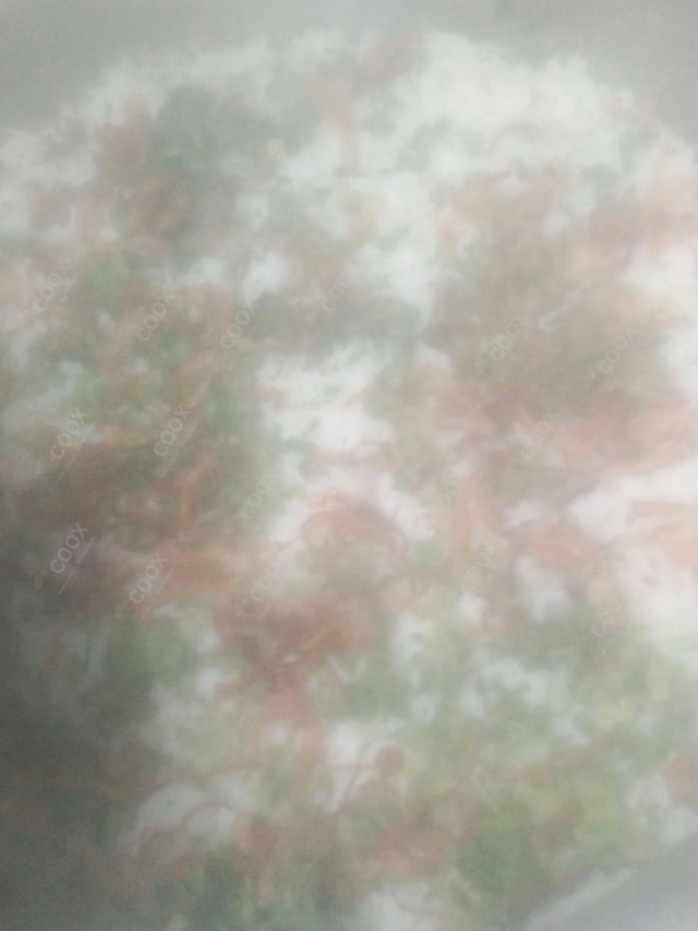 Delicious Mutton Biryani prepared by COOX