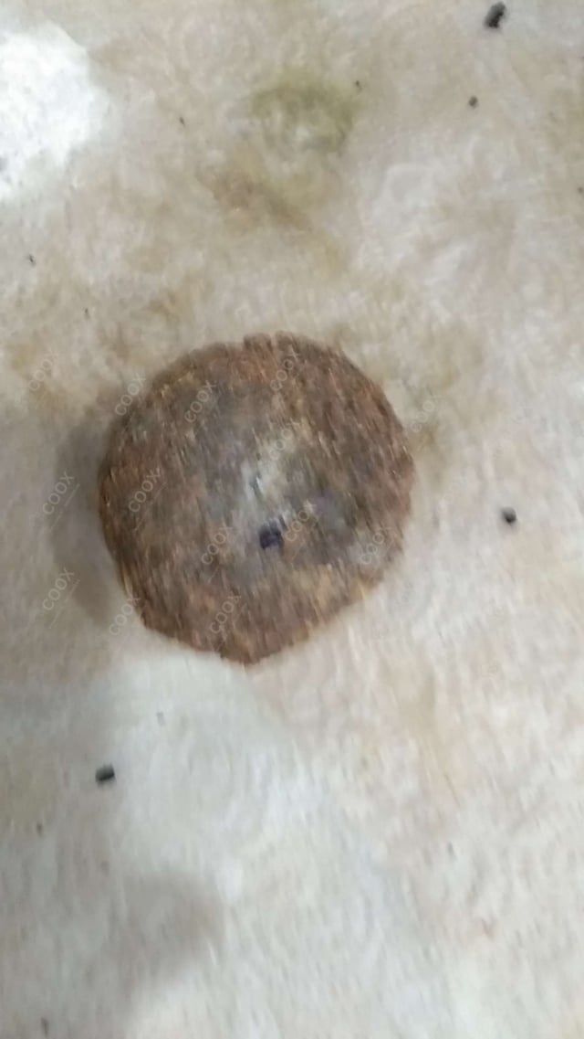 Delicious Hariyali Kebab prepared by COOX